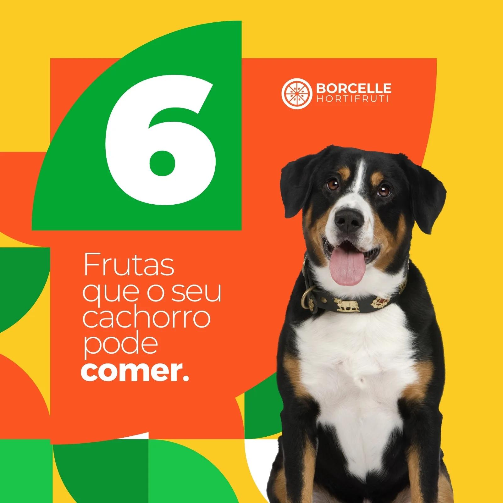 Post de Instagram com fundo amarelo e laranja vibrante, apresentando um cão da raça Bernese Mountain Dog sorrindo. Ao lado, um círculo verde com o número 6 e o texto 'Frutas que o seu cachorro pode comer'.